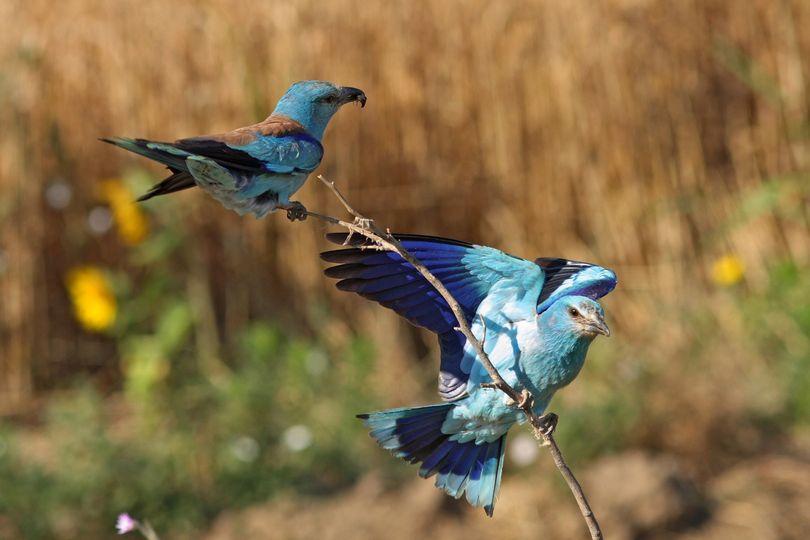 50 ARTIFICIAL NEST BOXES FOR THE EUROPEAN ROLLER WERE INSTALLED IN BULGARIA